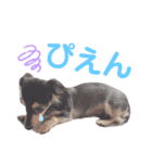 ダックス(Hauru)（個別スタンプ：5）