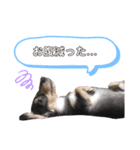 ダックス(Hauru)（個別スタンプ：6）