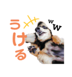 ダックス(Hauru)（個別スタンプ：8）