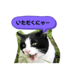 チビ太くんのスタンプだにゃ（個別スタンプ：1）