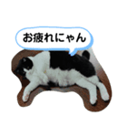 チビ太くんのスタンプだにゃ（個別スタンプ：2）