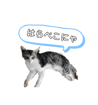 チビ太くんのスタンプだにゃ（個別スタンプ：3）