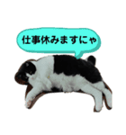 チビ太くんのスタンプだにゃ（個別スタンプ：5）