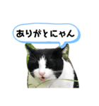 チビ太くんのスタンプだにゃ（個別スタンプ：6）