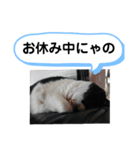 チビ太くんのスタンプだにゃ（個別スタンプ：7）