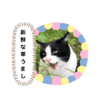 チビ太くんのスタンプだにゃ（個別スタンプ：9）