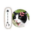 チビ太くんのスタンプだにゃ（個別スタンプ：11）