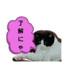 チビ太くんのスタンプだにゃ（個別スタンプ：13）
