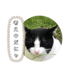 チビ太くんのスタンプだにゃ（個別スタンプ：14）