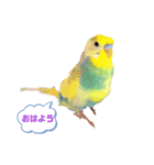 セキセイインコ日常で使う言葉（個別スタンプ：2）