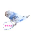 セキセイインコ日常で使う言葉（個別スタンプ：4）