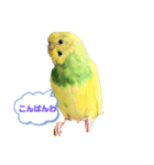 セキセイインコ日常で使う言葉（個別スタンプ：7）