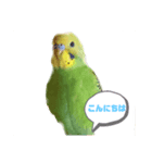 セキセイインコ日常で使う言葉（個別スタンプ：8）
