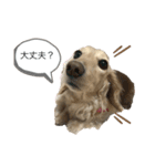 ダックスフンドのhana2（個別スタンプ：2）