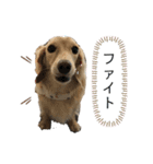 ダックスフンドのhana2（個別スタンプ：7）
