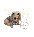 ダックスフンドのhana2（個別スタンプ：8）
