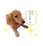 ダックスフンドのhana2（個別スタンプ：9）