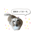 ダックスフンドのhana2（個別スタンプ：11）