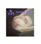 てまきちゃんすたんぷ②（個別スタンプ：5）