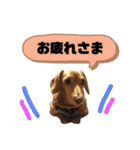 愛犬ライくんのスタンプ（個別スタンプ：1）