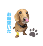 愛犬ライくんのスタンプ（個別スタンプ：2）
