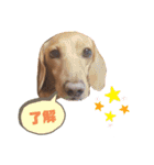 愛犬ライくんのスタンプ（個別スタンプ：3）