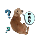 愛犬ライくんのスタンプ（個別スタンプ：4）