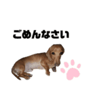 愛犬ライくんのスタンプ（個別スタンプ：5）