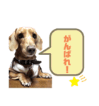 愛犬ライくんのスタンプ（個別スタンプ：7）