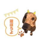 愛犬ライくんのスタンプ（個別スタンプ：11）