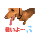 愛犬ライくんのスタンプ（個別スタンプ：12）