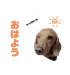 愛犬ライくんのスタンプ（個別スタンプ：13）