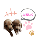 愛犬ライくんのスタンプ（個別スタンプ：19）