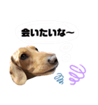 愛犬ライくんのスタンプ（個別スタンプ：20）
