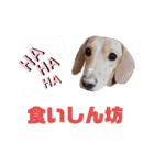 愛犬ライくんのスタンプ（個別スタンプ：21）