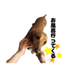 愛犬ライくんのスタンプ（個別スタンプ：23）