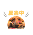 愛犬ライくんのスタンプ（個別スタンプ：24）