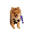 **蘭丸の日常**（個別スタンプ：1）
