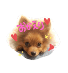 **蘭丸の日常**（個別スタンプ：2）