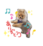 **蘭丸の日常**（個別スタンプ：8）