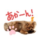 **蘭丸の日常**（個別スタンプ：13）