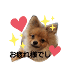 **蘭丸の日常**（個別スタンプ：16）
