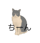 猫 他 スタンプ（個別スタンプ：1）