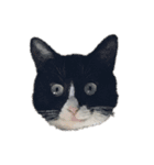 猫 他 スタンプ（個別スタンプ：3）