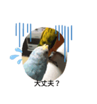 我が家の鳥たち！第二！改良版（個別スタンプ：2）