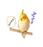 我が家の鳥たち！第二！改良版（個別スタンプ：3）