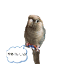 我が家の鳥たち！第二！改良版（個別スタンプ：4）