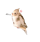 我が家の鳥たち！第二！改良版（個別スタンプ：5）