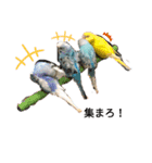 我が家の鳥たち！第二！改良版（個別スタンプ：6）