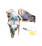 我が家の鳥たち！第二！改良版（個別スタンプ：7）
